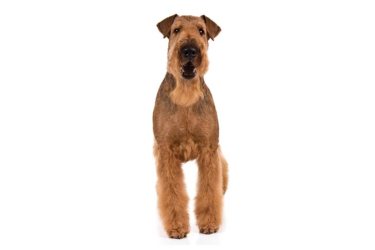 Airedale Terriers pet insurance