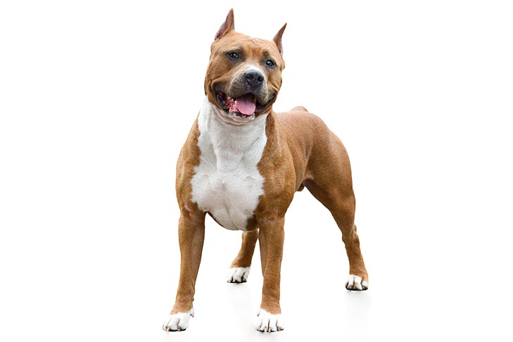 American Staffordshire Terriers pet insurance