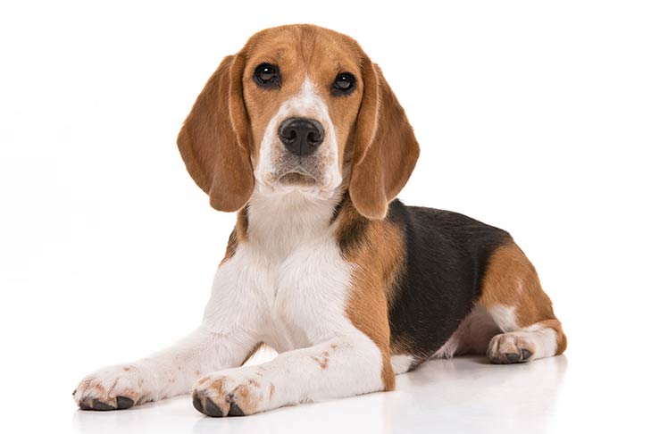 Beagles pet insurance