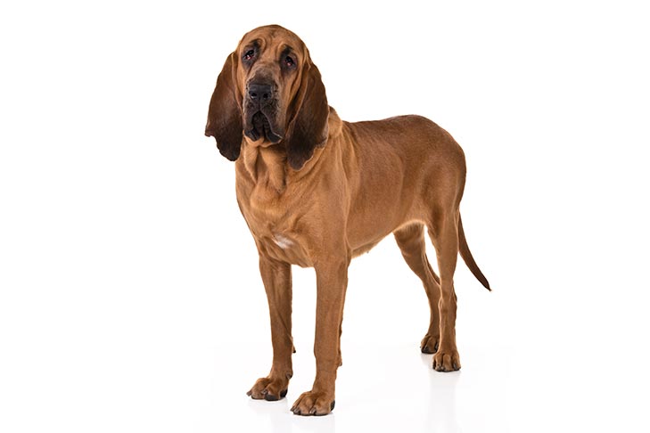 Bloodhounds pet insurance