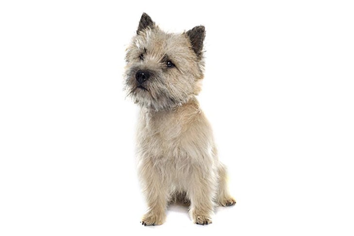 Cairn Terriers pet insurance
