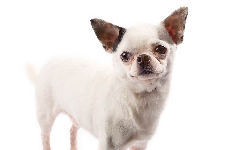 Chihuahuas pet insurance