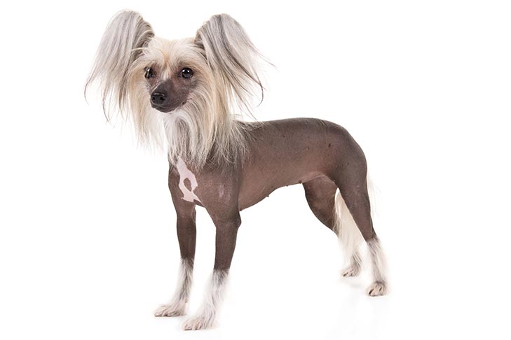 Chinese Crested pet insurance