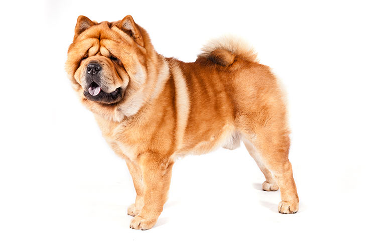 Chow Chows pet insurance