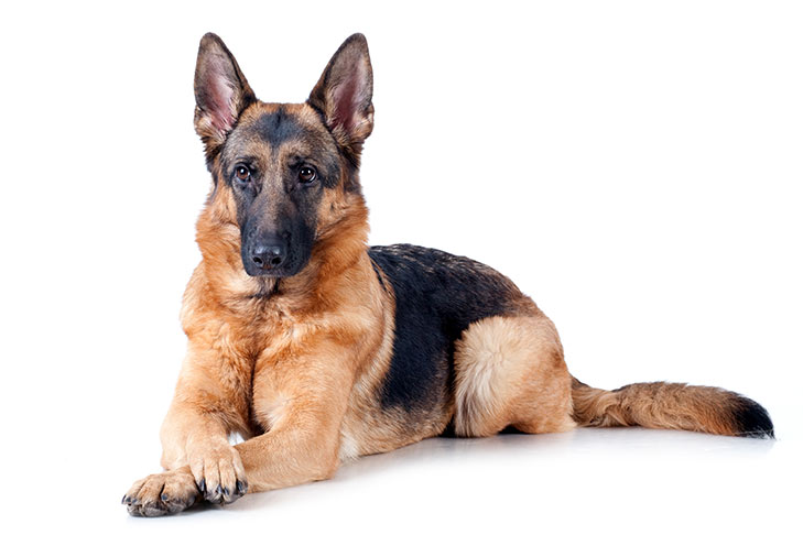 German Shepherd dogs pet insurance