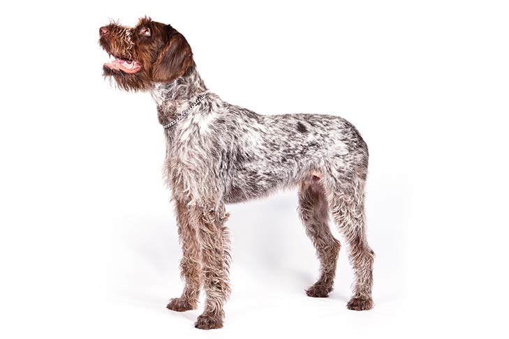 German Wirehaired Pointers pet insurance
