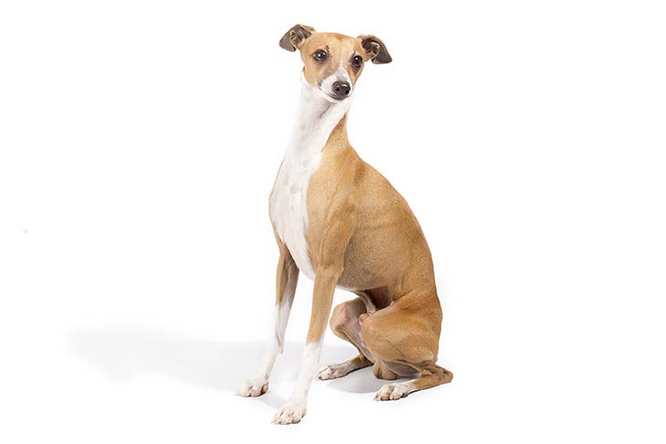 Italian Greyhounds pet insurance