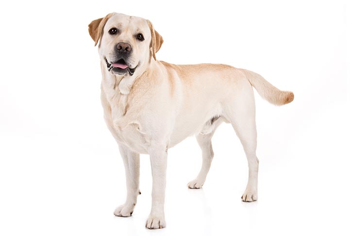 Labrador Retrievers pet insurance