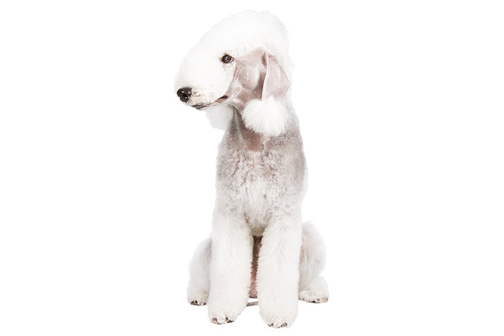 Bedlington Terriers pet insurance