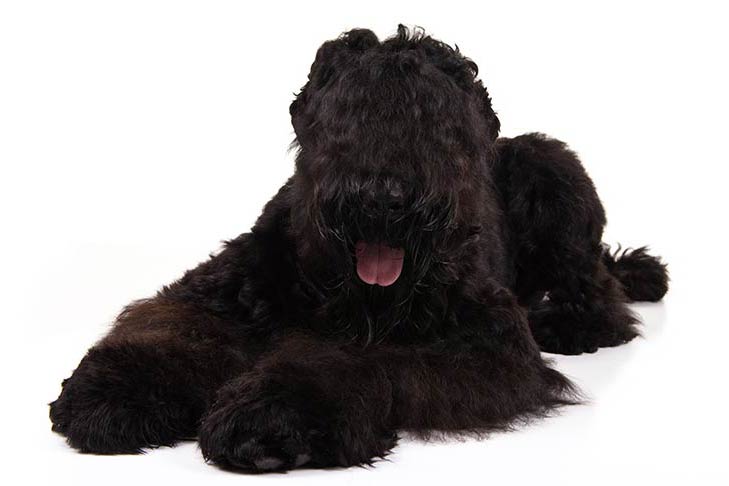 Black Russian Terriers pet insurance
