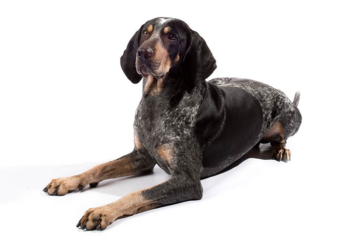 Bluetick Coonhounds pet insurance