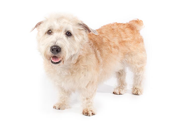 Glen of Imaal Terriers pet insurance