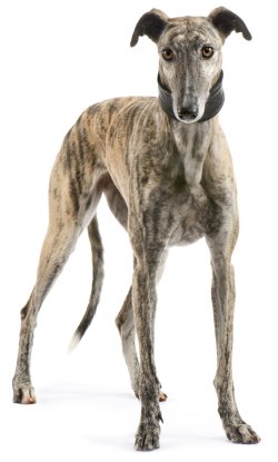 Greyhounds pet insurance