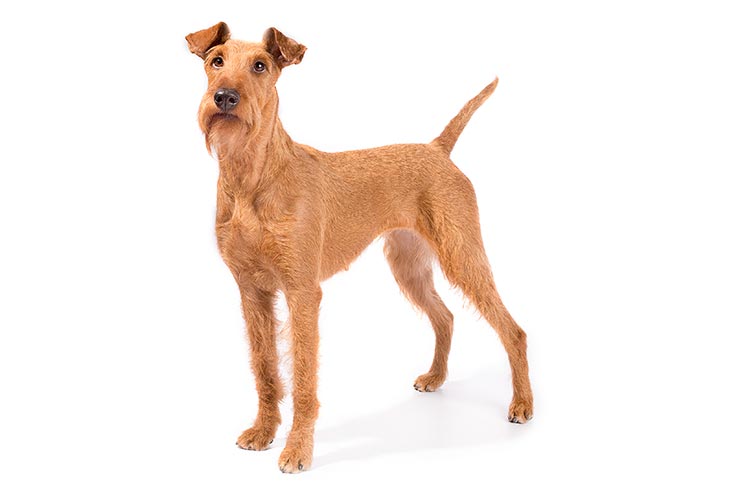 Irish Terriers pet insurance