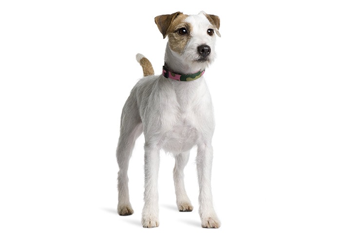 Parson Russell Terriers pet insurance
