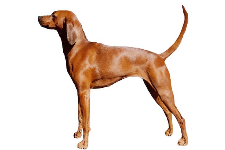 Redbone Coonhounds pet insurance