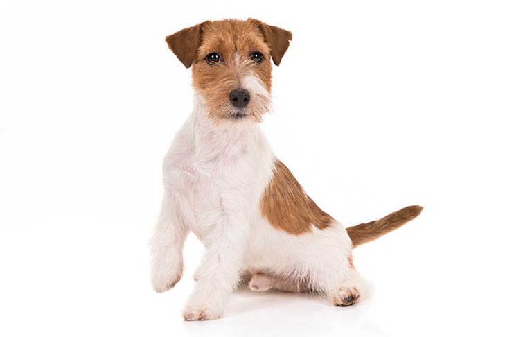 Russell Terriers pet insurance