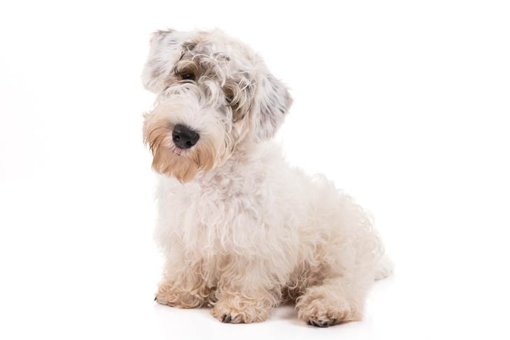 Sealyham Terriers pet insurance