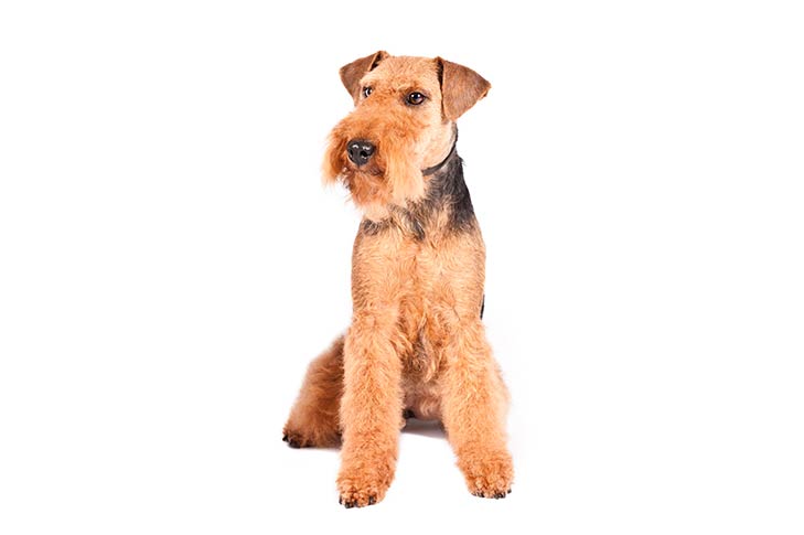 Welsh Terriers pet insurance