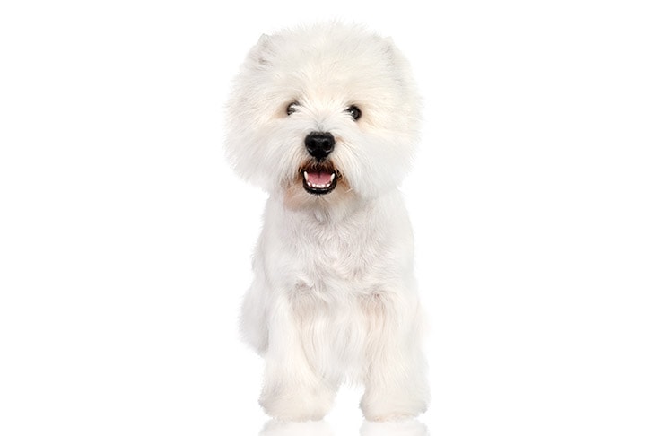 West Highland White Terriers pet insurance