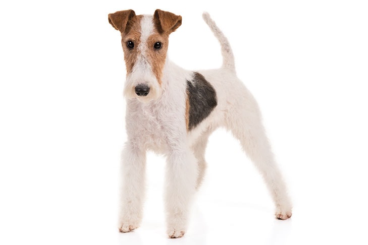 Wire Fox Terriers pet insurance