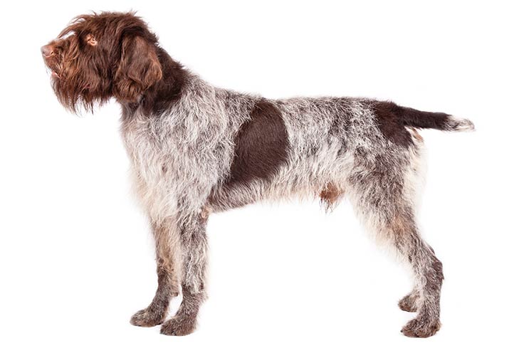Wirehaired Pointing Griffons pet insurance