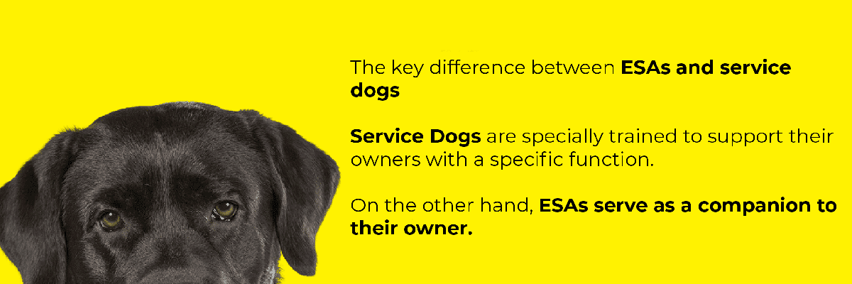 Service Dog Difference Image