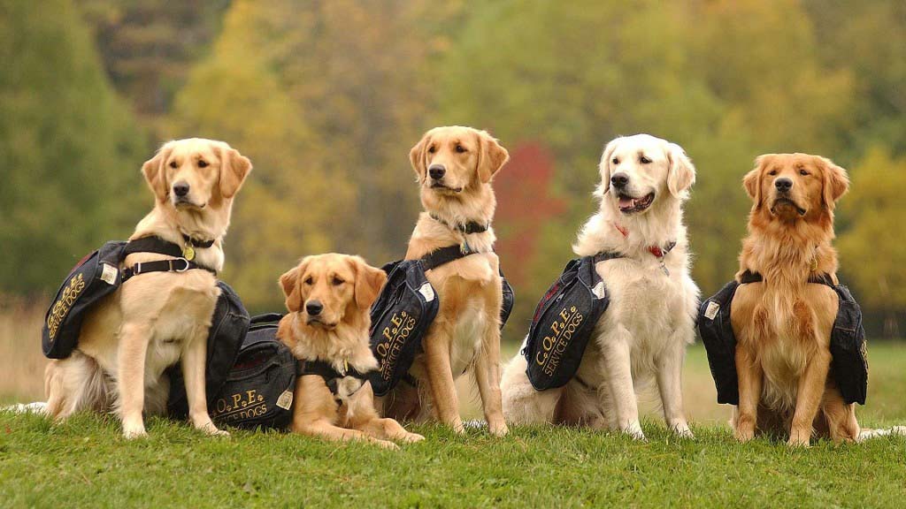 Service Dogs Image