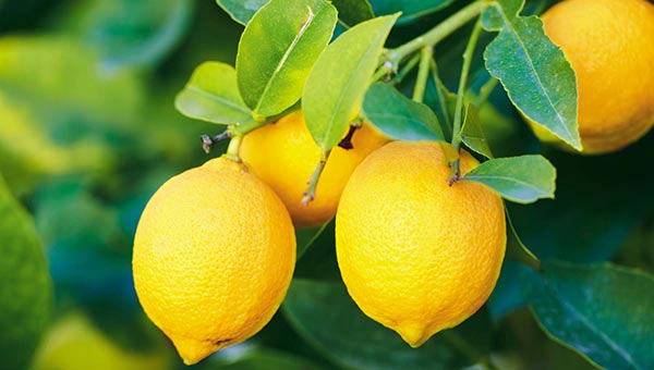 Lemon - food to prevent acne