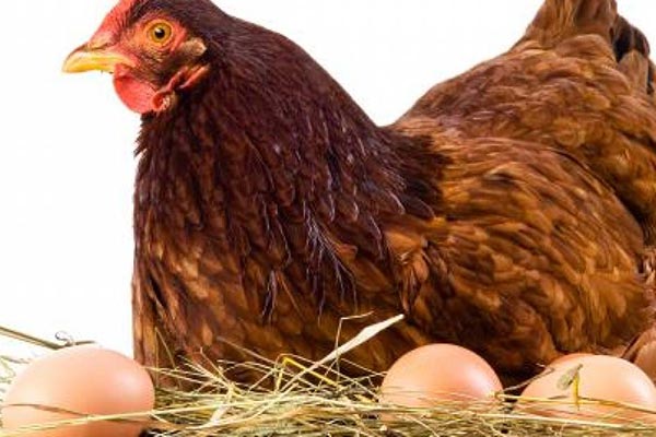 Poultry - foods that prevent hair loss