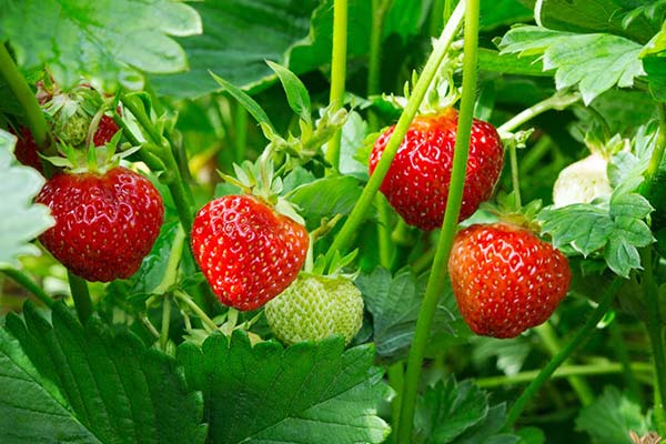 Strawberries - Foods that prevent cancer