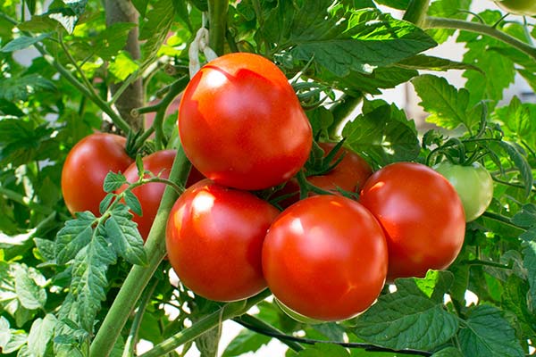 Tomatoes - Foods that prevent cancer